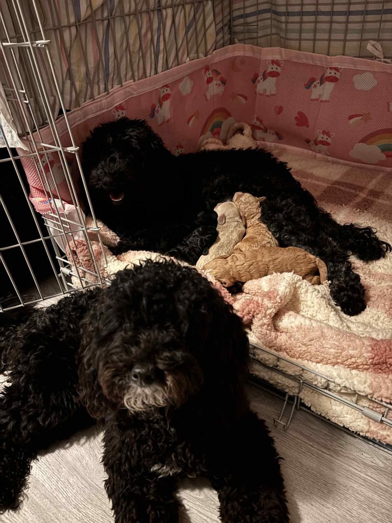 Cockapoo puppies 