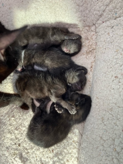 black Siamese blood line kittens for sale 