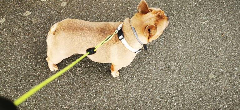 French Bulldog