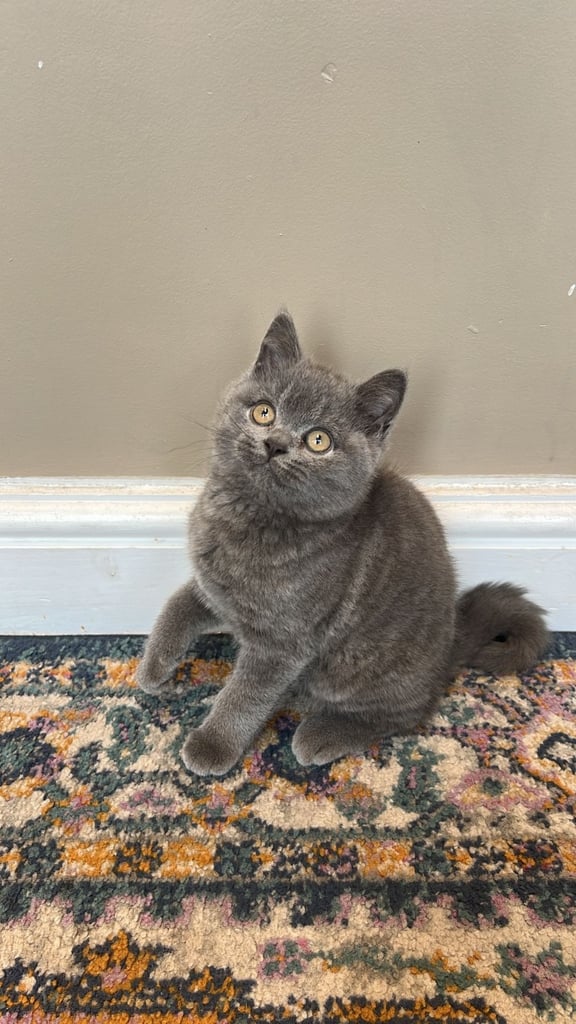 British shorthair kitten 