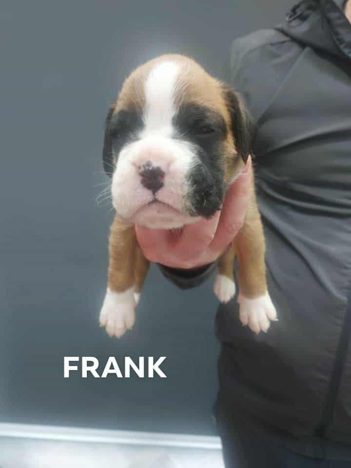 Boxer puppies 