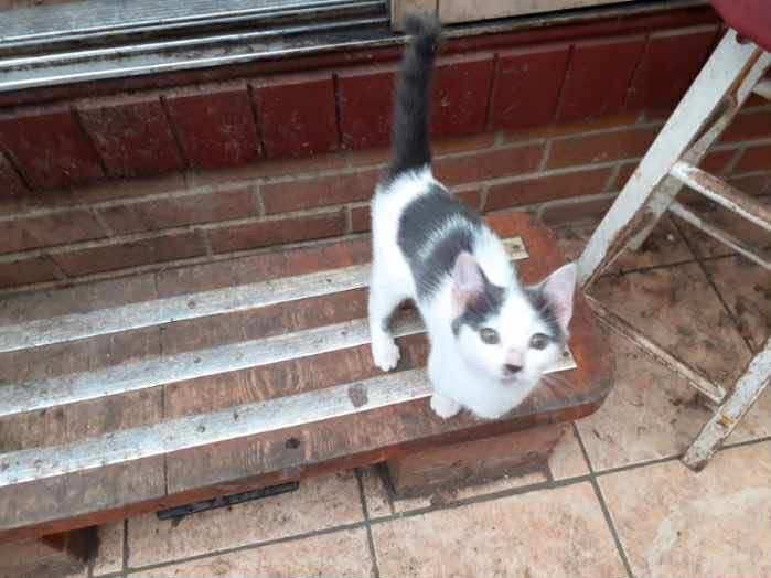 image for Grey  and white kitten for sale