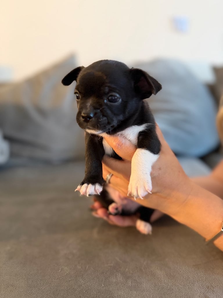 1 Stunning Male chihuahua pup left for sale looking for his forever home