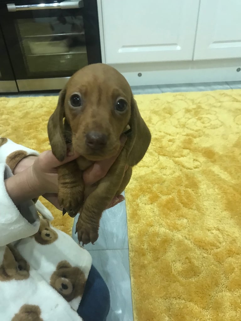 Miniature Dash hounds puppies for sale