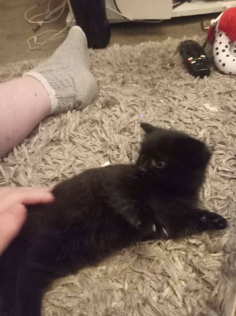 Black fluffy kitten tabby kitten 