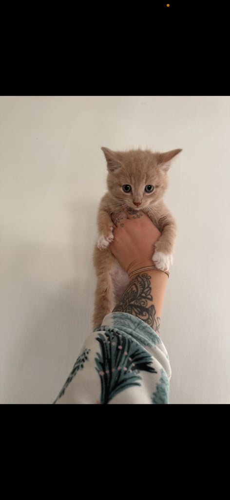 2 8 week kittens for sale