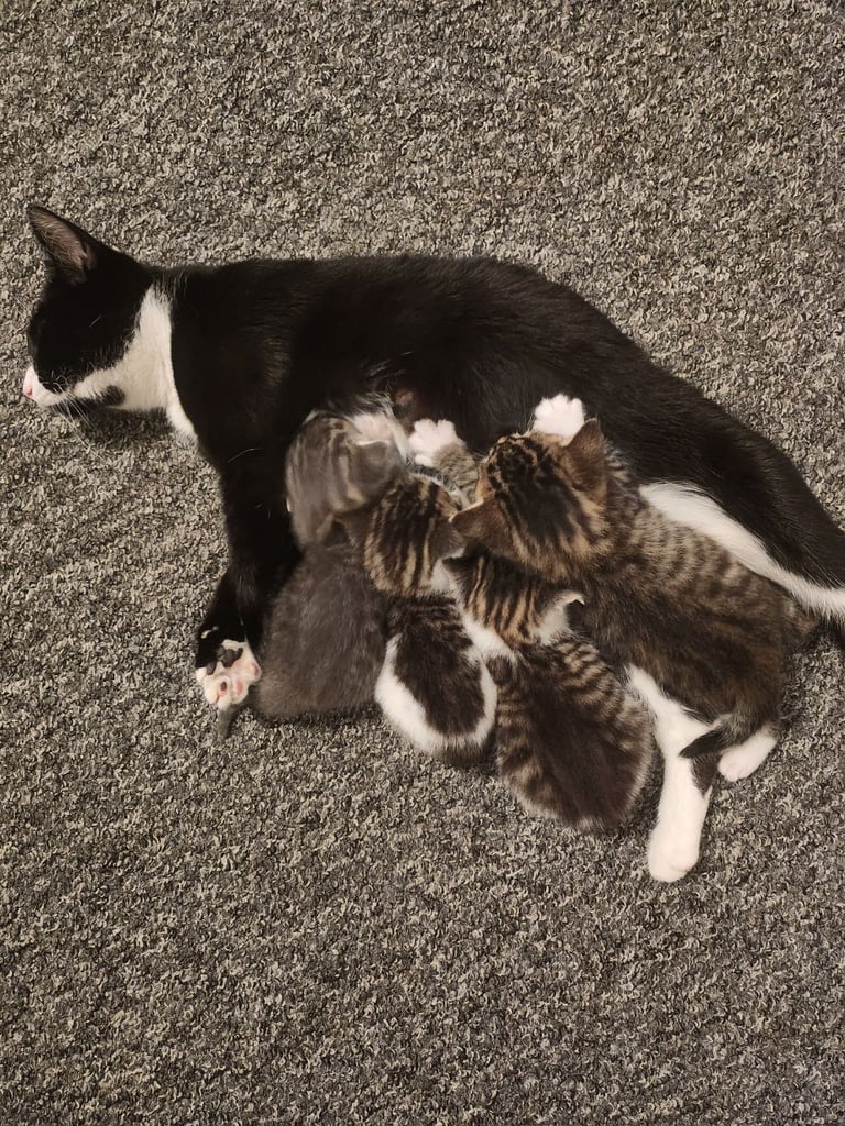 Kittens for sale