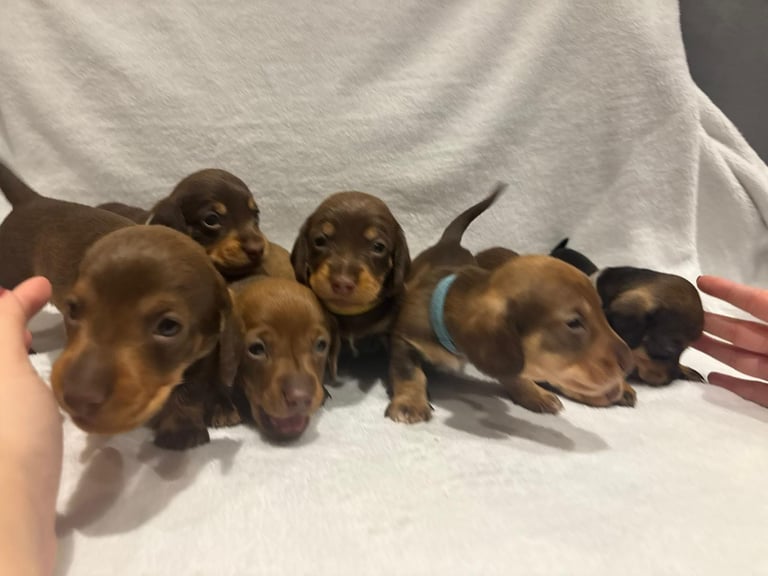 Dachshund puppies for sale 