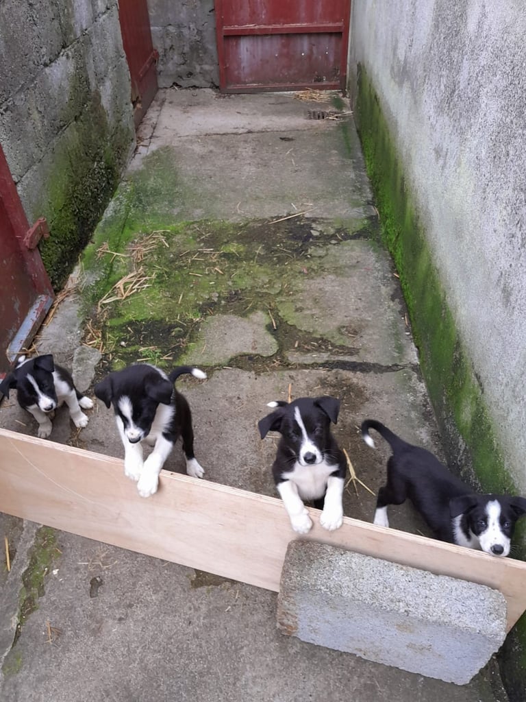 Farm Garden Craigslist Saint Bernard Puppies For Sale Dogs Puppies