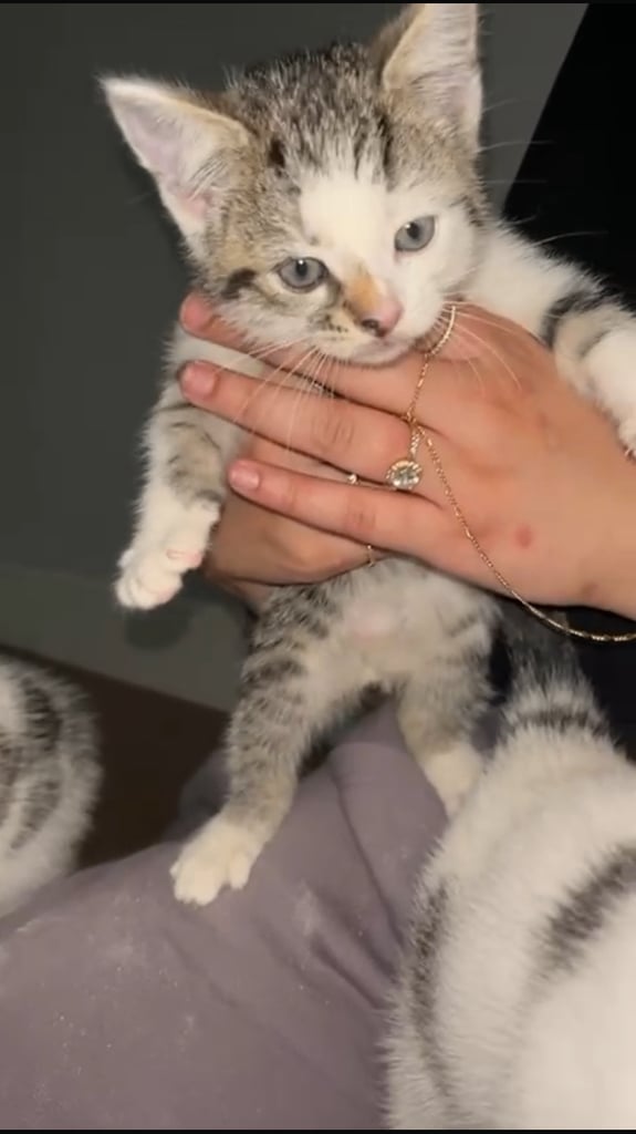 image for Kittens
