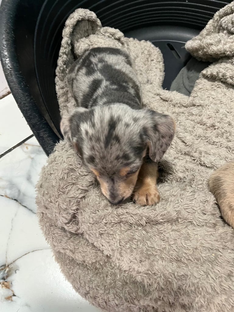 Miniature dachshund puppies ready