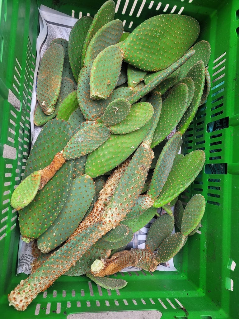 Bunny ears cactus cuttings 