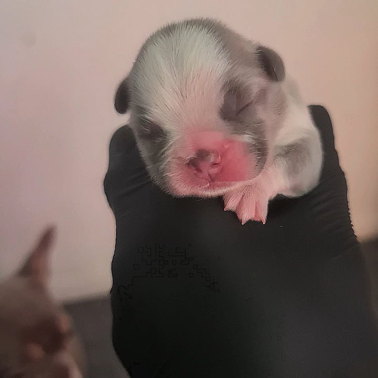 ✨15 Beautiful French Bulldog Puppies ✨