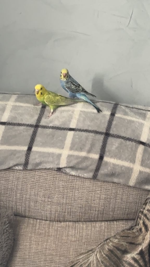 2 beautiful Budgies with cage 