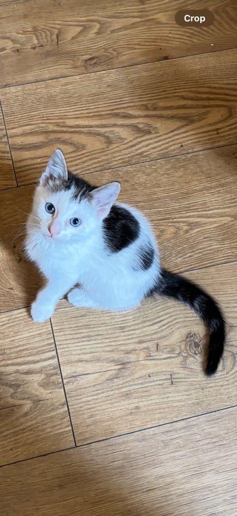 kittens cat for sale