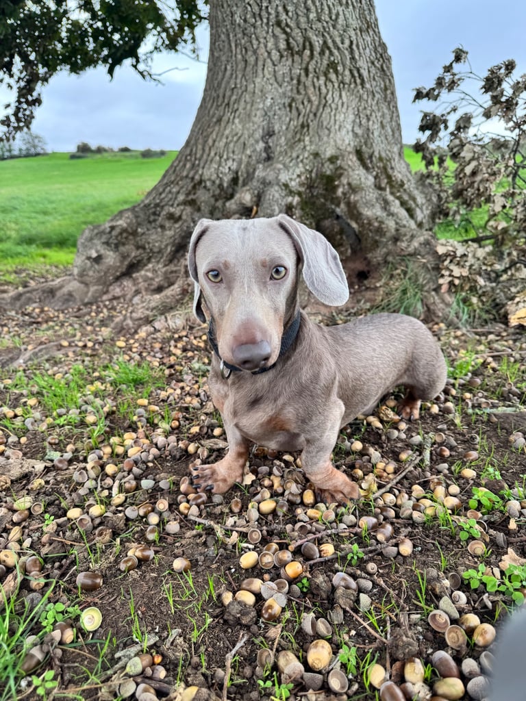 Dachshund Isabella 