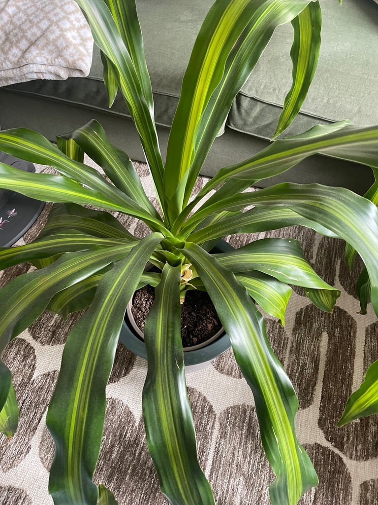 image for Dracaena fragrans 'Massangeana' (Corn Plant /Happy Plant) with Ceramic Pot - £45