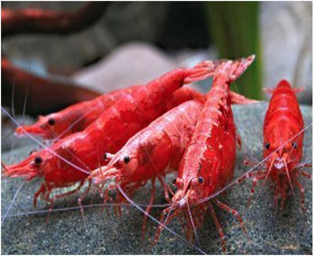 image for Fire red cherry shrimp 