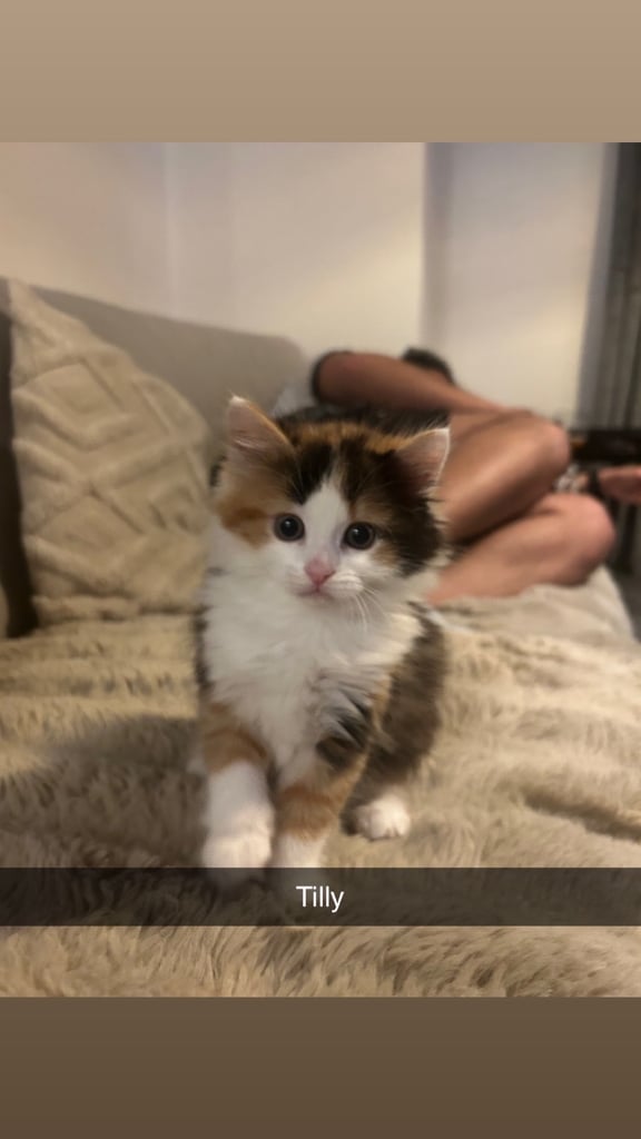 Kittens for sale 
