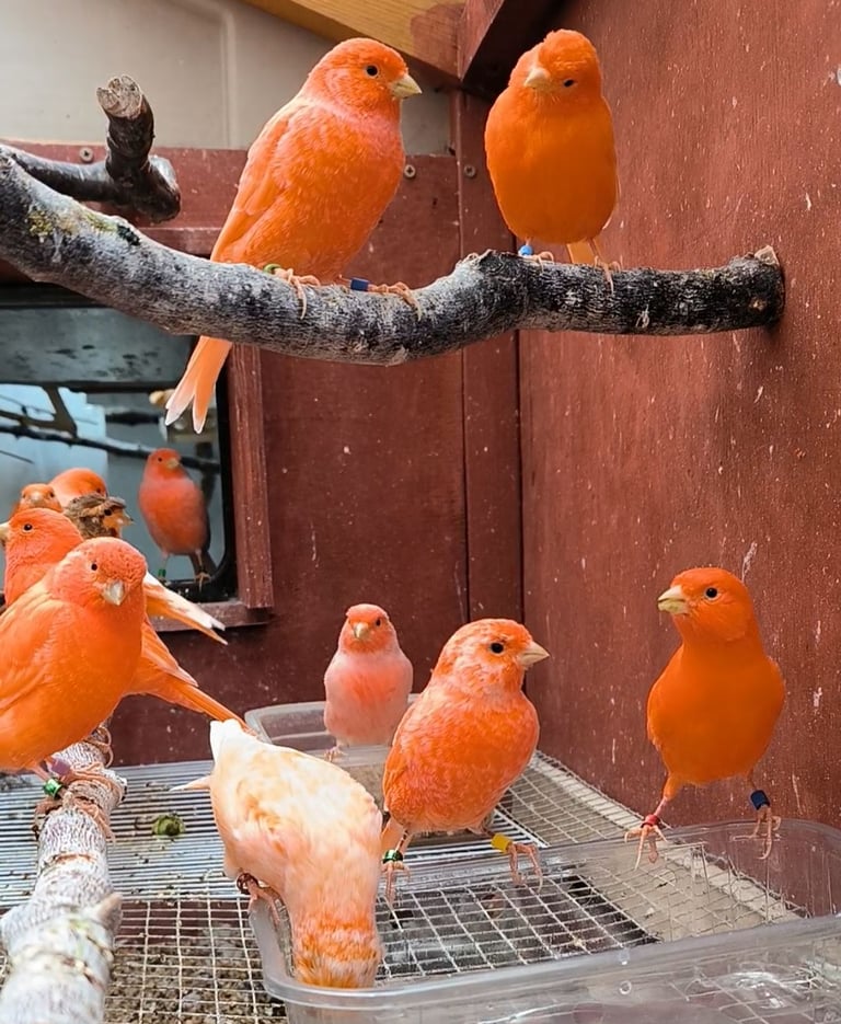 image for Beautiful red and red mosaic canaries 