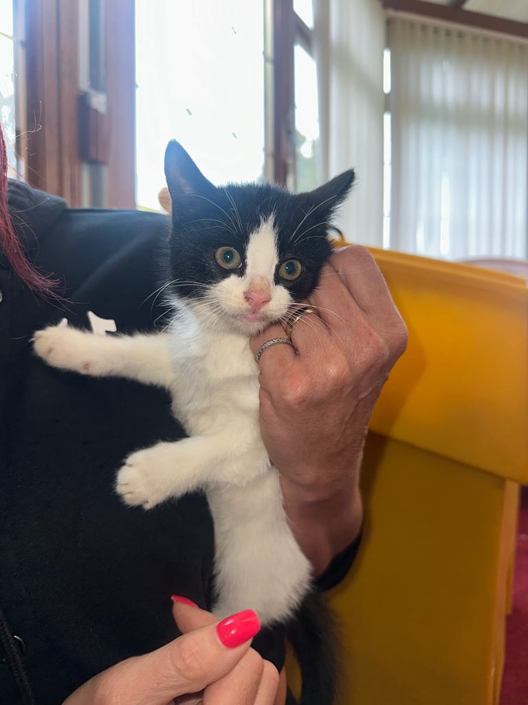 baby kittens for sale 