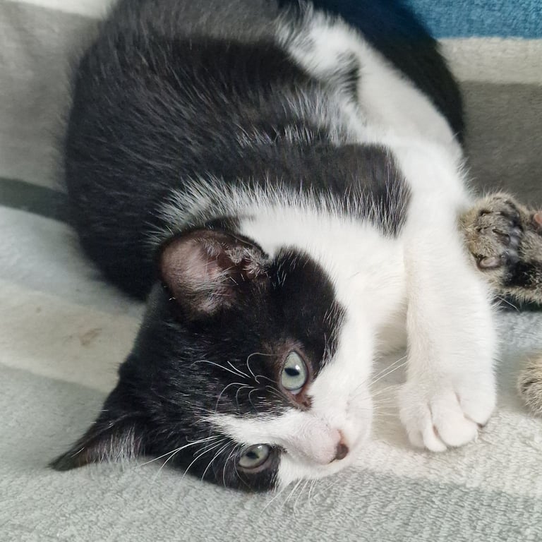 BLACK WHITE KITTEN GIRL 