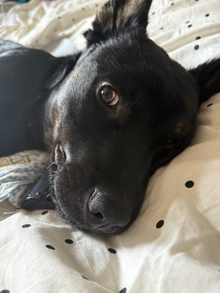 German shepherd x Labrador puppy for sale 