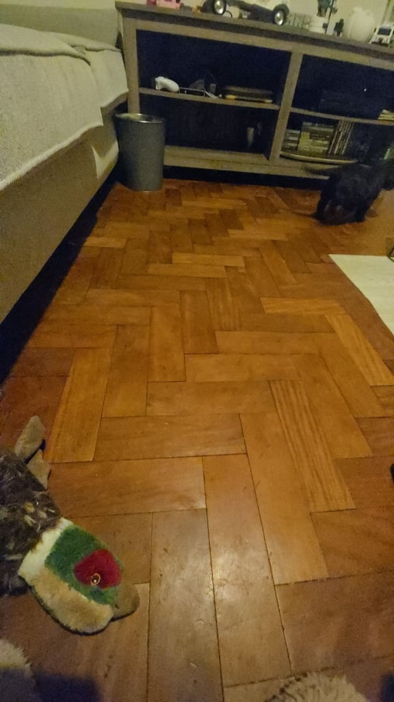 Puppy available now. Chocolate show  type cocker spaniel female. AMAZING PUP