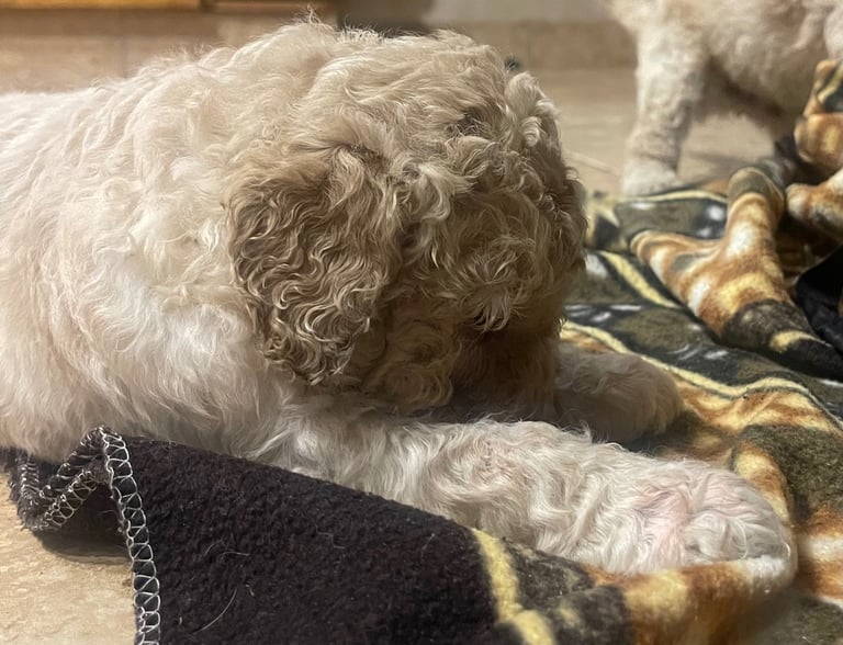 Labradoodle Puppies For Sale