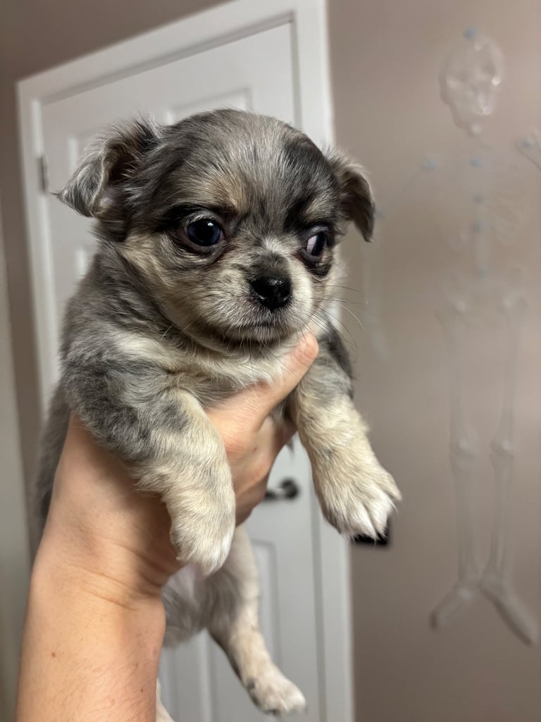 READY TO LEAVE SOON Blue Eye Merle, Tiny Longhair chihuahua 