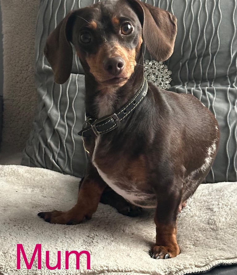 Miniature dachshund puppies *READY TO LEAVE*