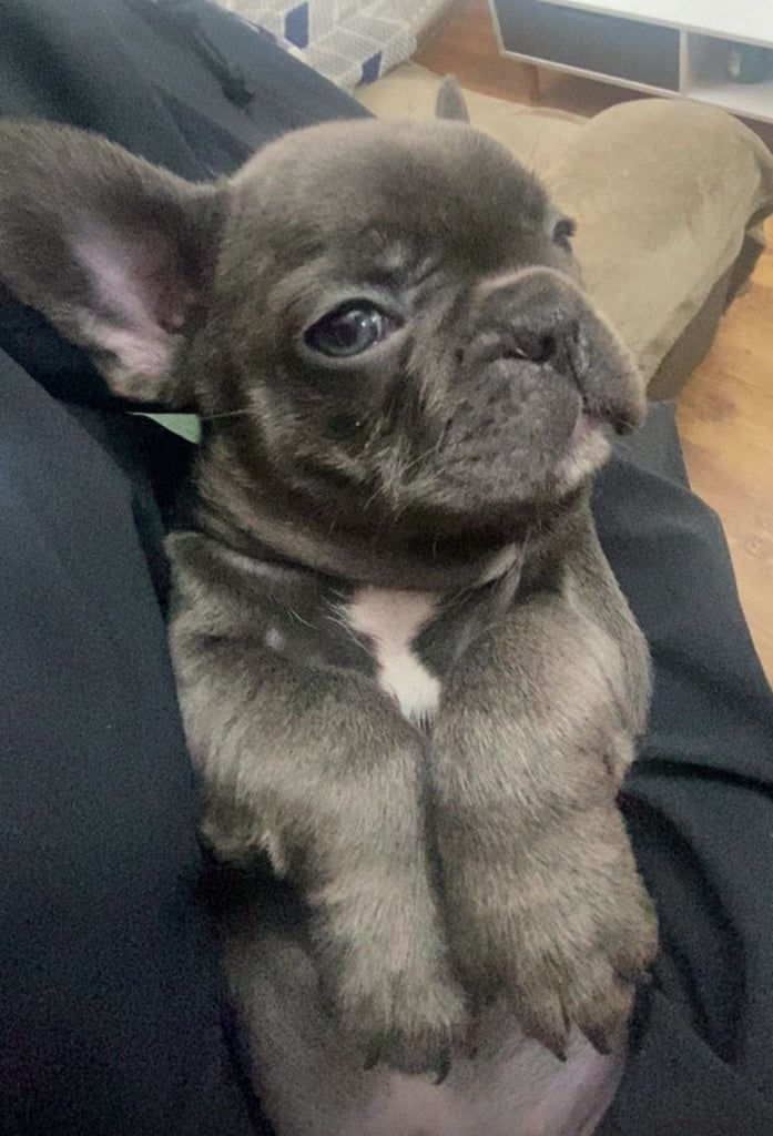 French Bulldog Dogs Puppies for Sale in Manchester Gumtree