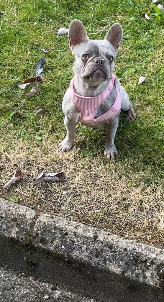French bull dog 16 months 
