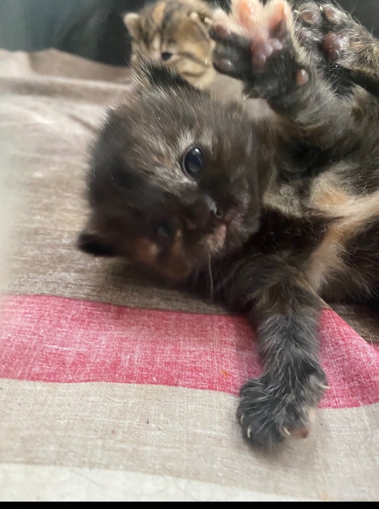 Kittens for Sale