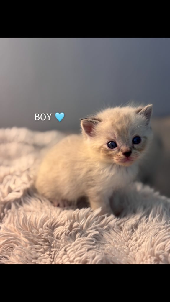 ONLY 2 LEFT! 🐾✨ Adorable Persian × Bengal Kittens Looking for Loving Homes! ✨🐾