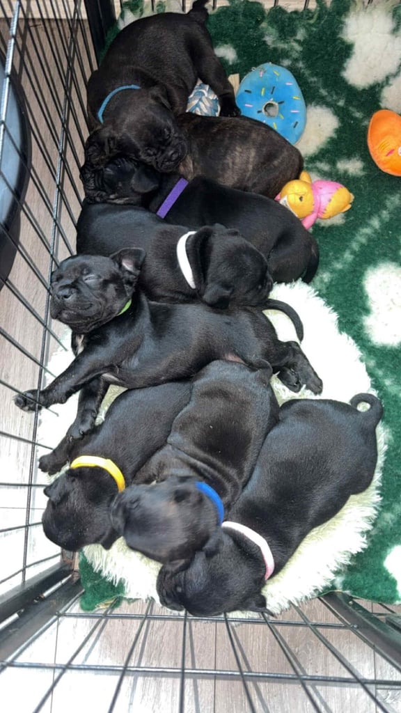 French bull dog X Staffordshire bull terrier