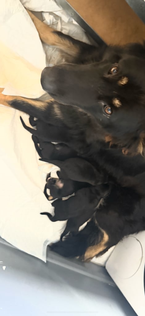 German Shepherd NOW READY TO GO 