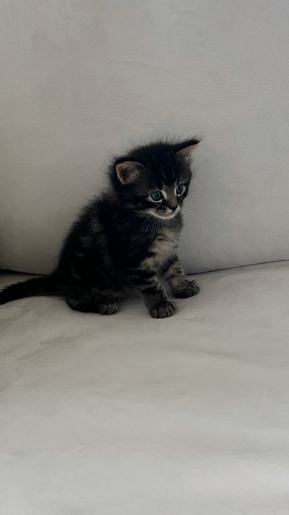 Kitten