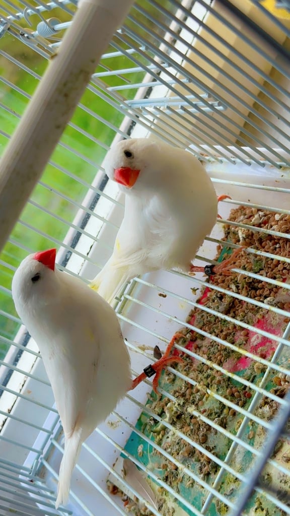 4 PAIRS OF GOOD SIZED ZFS RUNG ZEBRA FINCHES