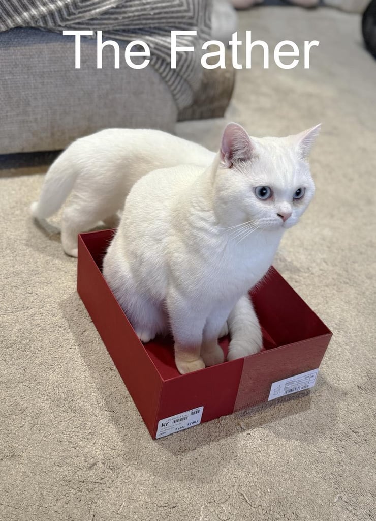 Pure BSH kittens ready to go now 