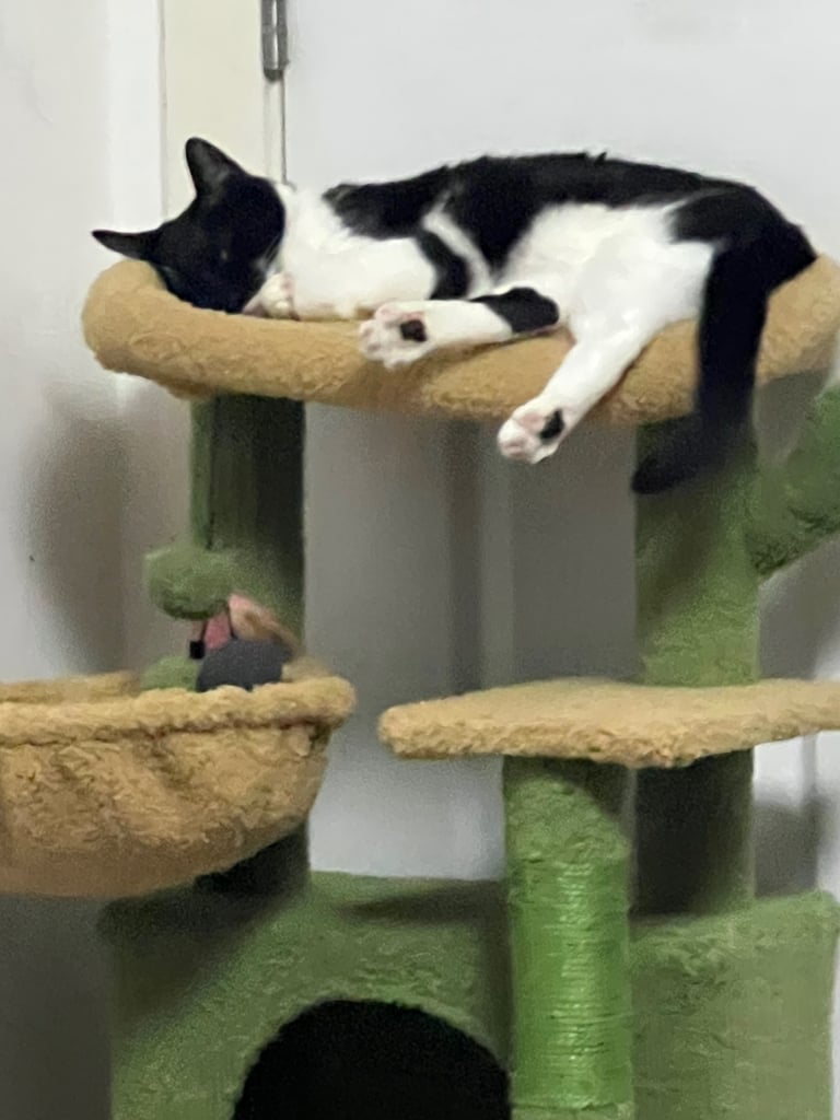 Tuxedo Cute cat for a good home due to travel