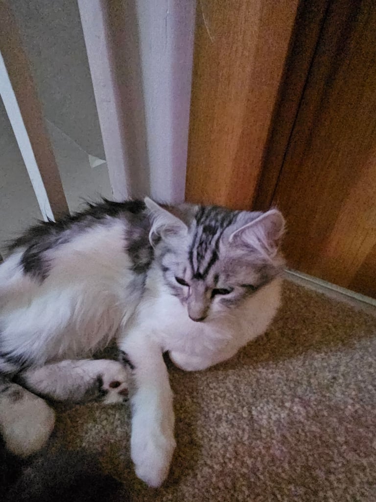 Beautyful siberian kitten looking for a new home for ever.