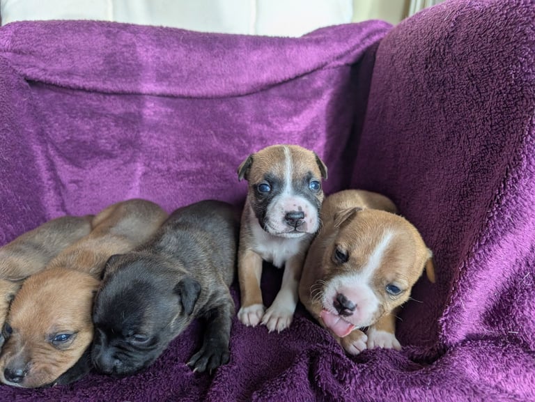 Stunning litter of Staffordshire bull terrier puppies 