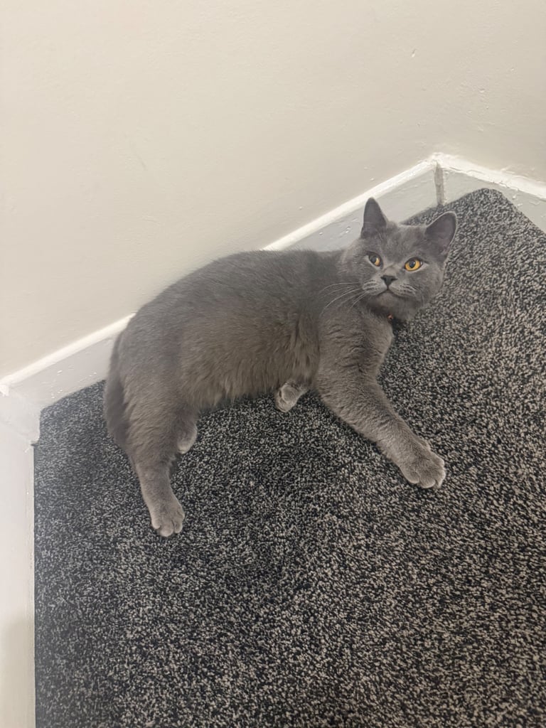 British Shorthair Male 1 years old 