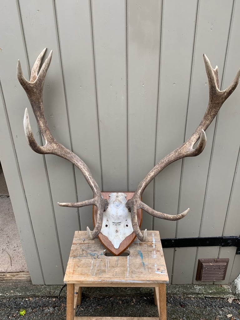 image for Stag Antlers 