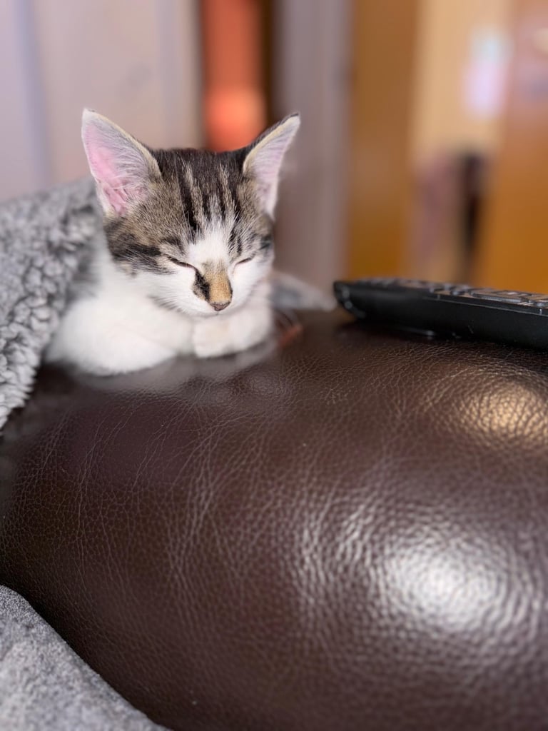Cute 8 week old kitten
