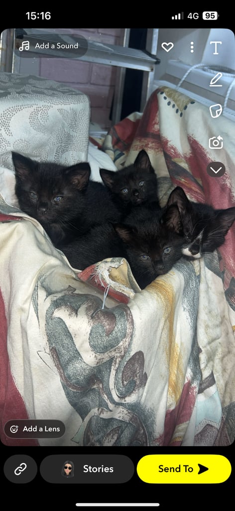 Kittens
