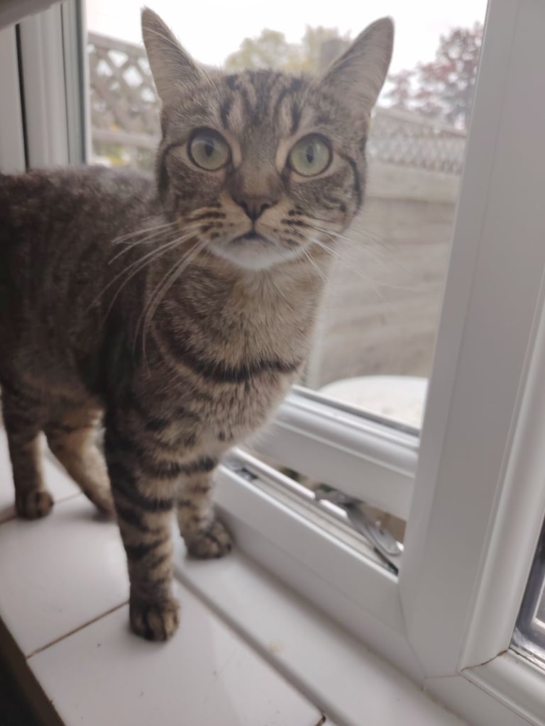 Tabby girl