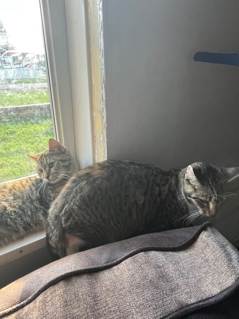 2 female cats. 1 year old 