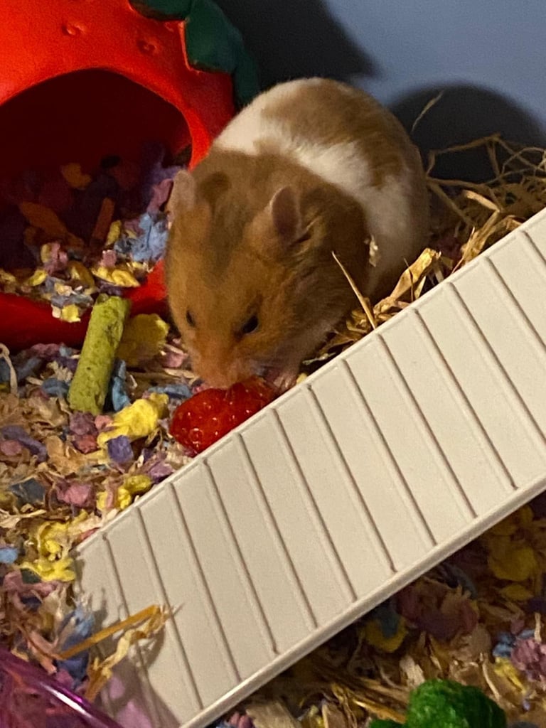 Syrian hamster